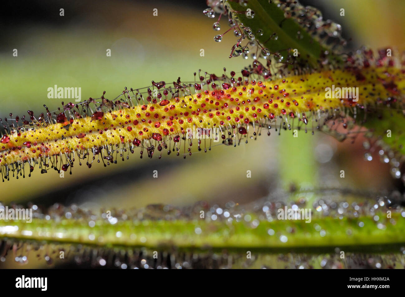 Drosera regia, il re Sundew Foto Stock