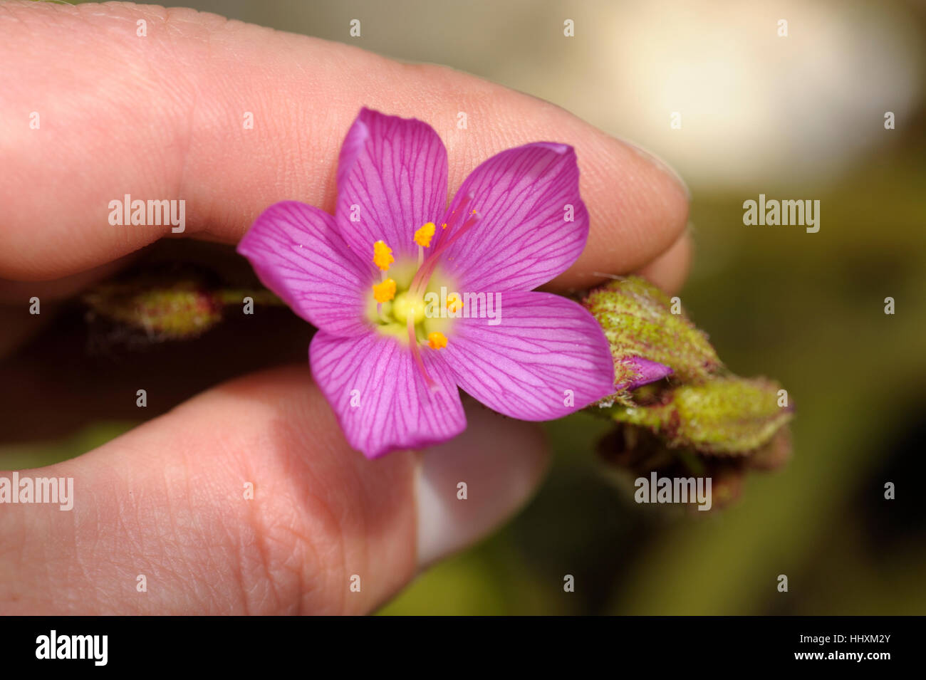 Drosera regia, il re Sundew Foto Stock