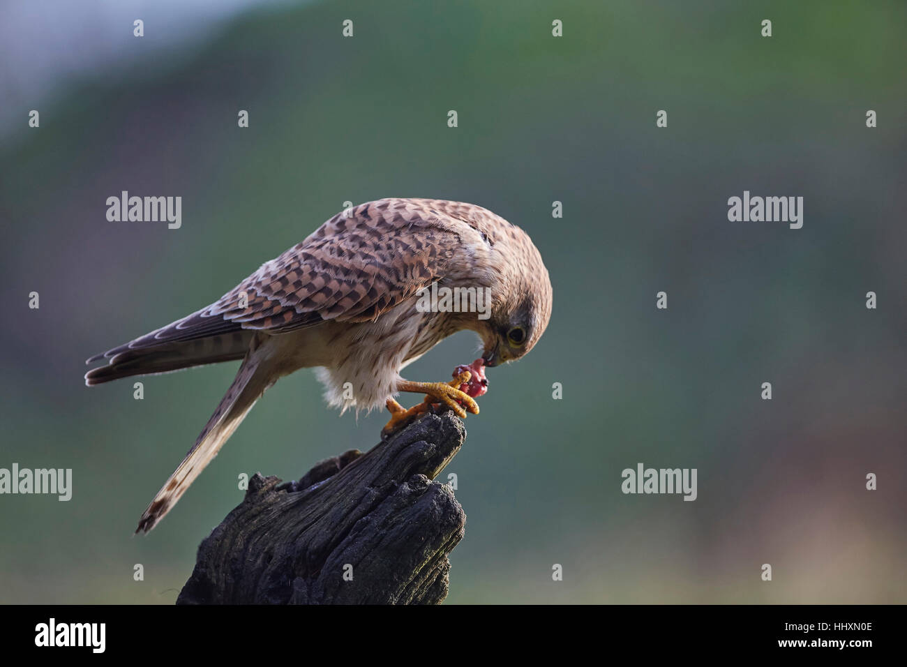 Il Gheppio, il Falco tinnunculus appollaiato su un vecchio ceppo di albero di mangiare in preda Foto Stock