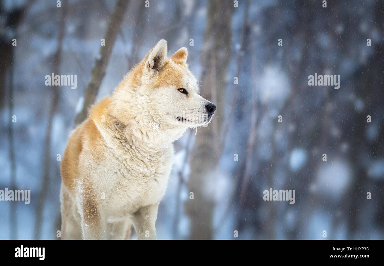 Cane giapponese Akita Inu ritratto invernale Foto Stock