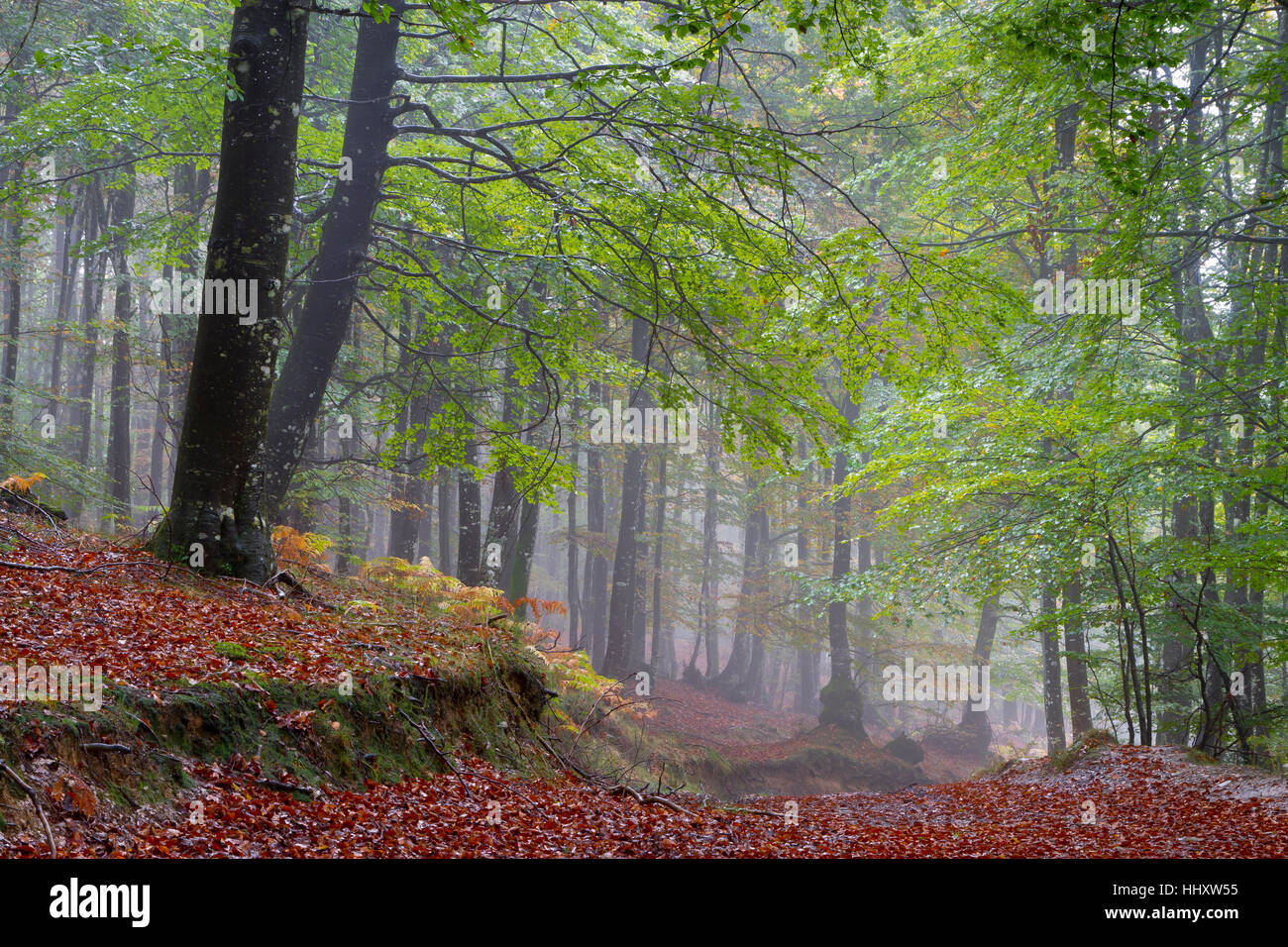 Legno di faggio in autunno. Foto Stock