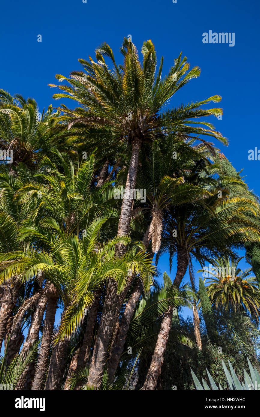 Alberi di palma, giardino paesaggistico al Round Pond station wagon, Rutherford, la Valle di Napa NAPA County, California Foto Stock