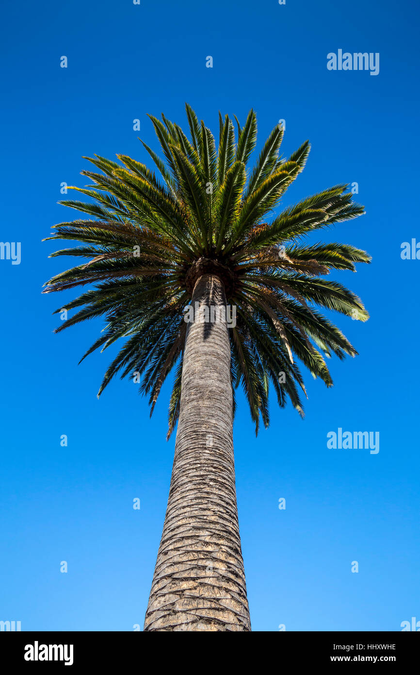Alberi di palma, giardino paesaggistico al Round Pond station wagon, Rutherford, la Valle di Napa NAPA County, California Foto Stock