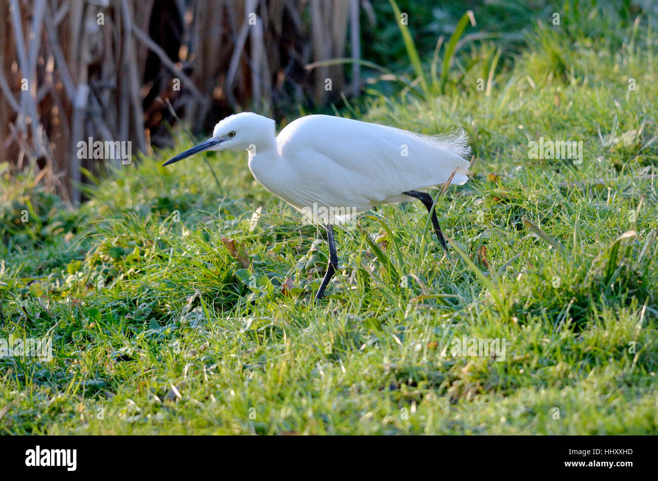 Garzetta (Egretta garzetta) in non-piumaggio di allevamento (nessun crest) Gennaio, allentati Village, Kent, Inghilterra. Foto Stock