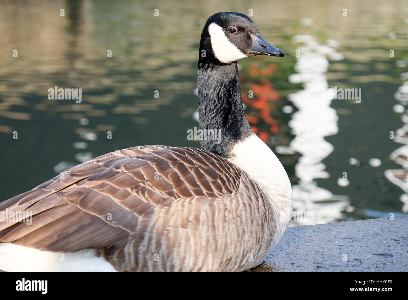 Un oca si appoggia per il lato di un canale Foto Stock