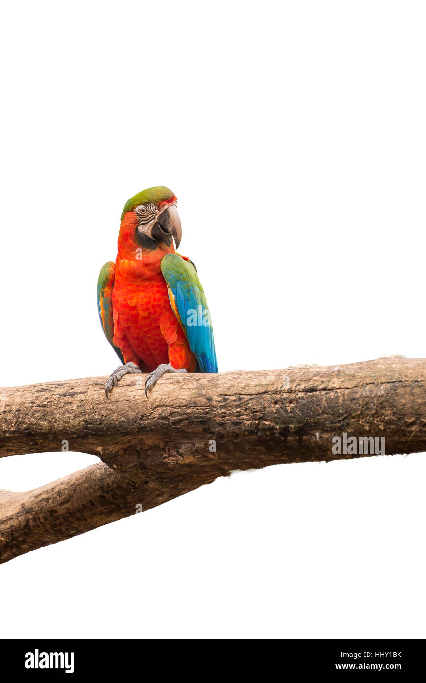 Colorati pappagalli macaw bird su un ramo di albero in bianco sullo sfondo isolato Foto Stock