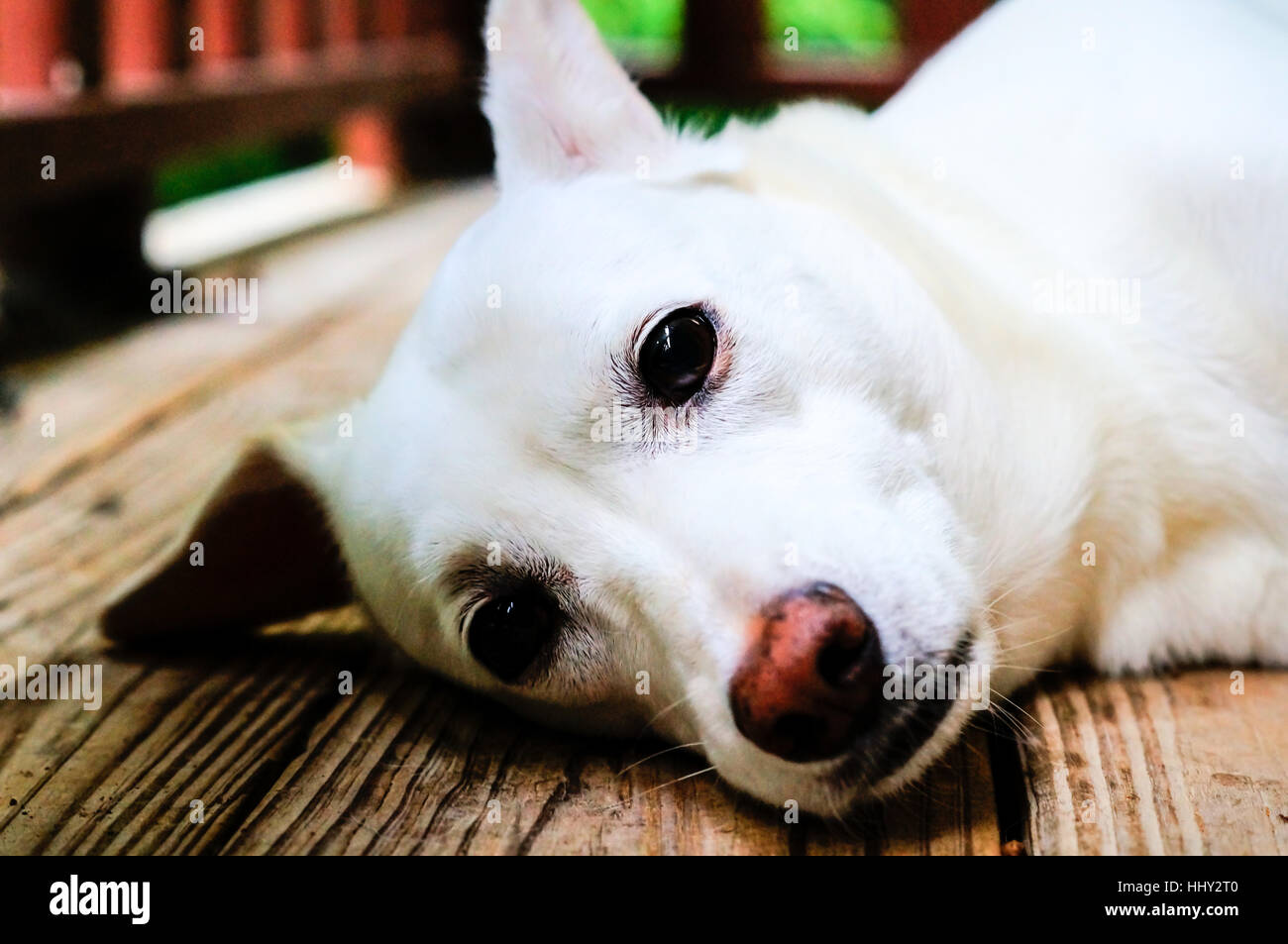 Bianco mix di laboratorio di posa del cane sul portico Foto Stock