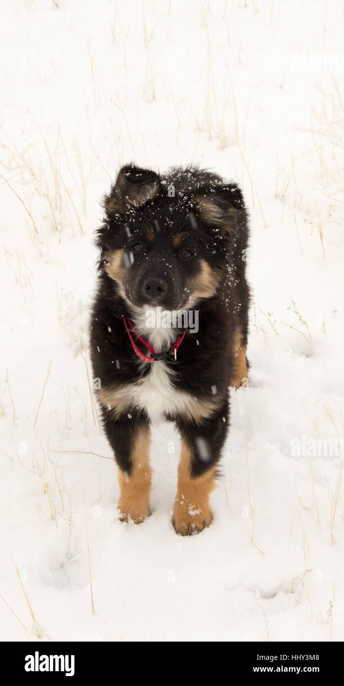 Cucciolo nella neve Foto Stock