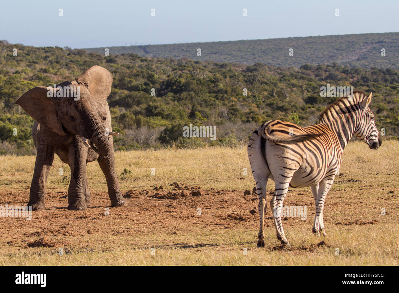 Vitello di elefante scuote la sua testa in corrispondenza di una zebra vicino al fiume, Addo Elephant Park, Sud Africa Foto Stock
