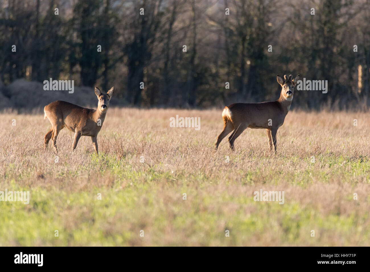 Il capriolo (Capreolus capreolus) maschio e femmina, in famiglia Cervidae, buck con crescente palchi ancora ricoperto in pelliccia di velluto Foto Stock