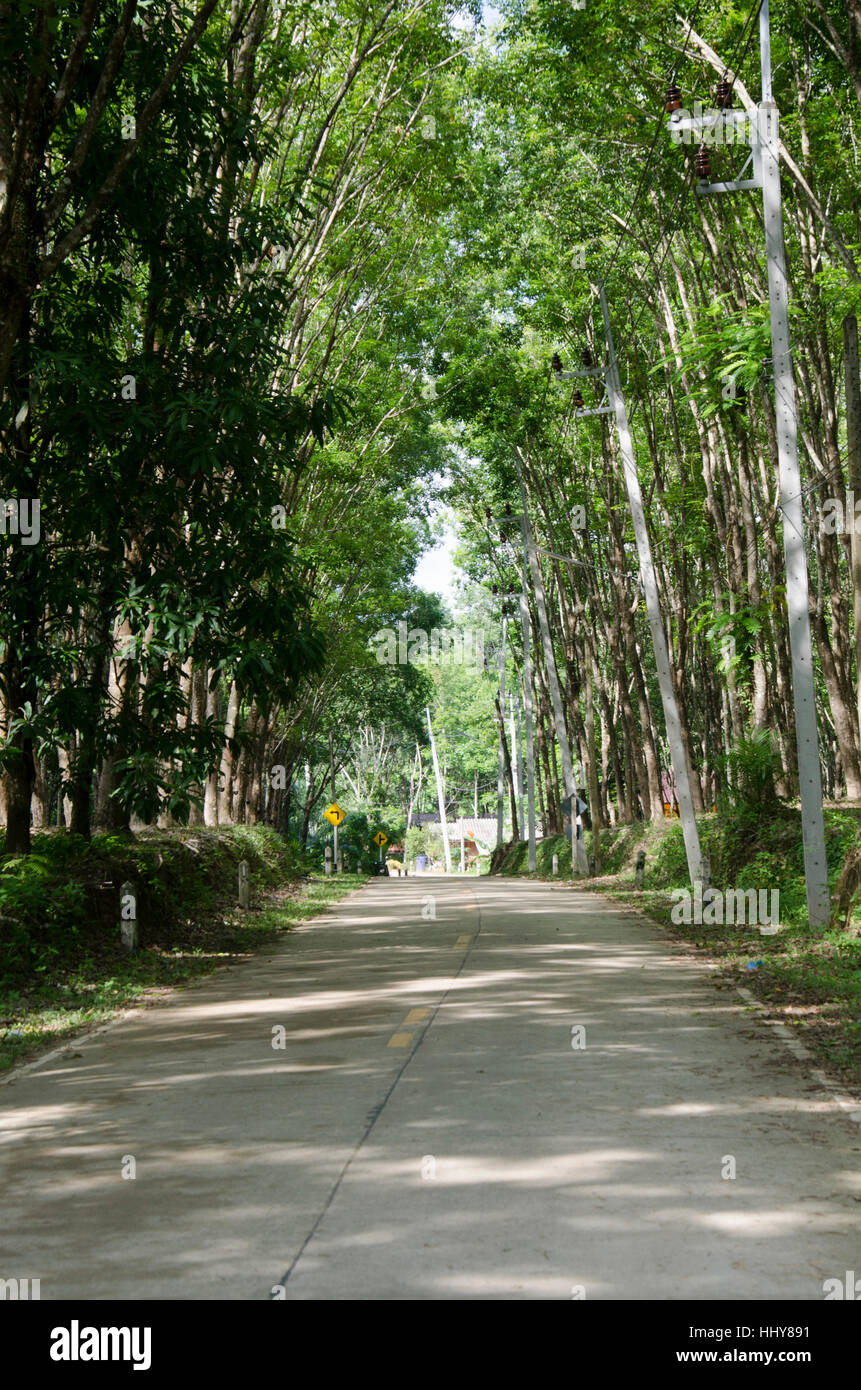 Strada con seringueira o gomma tree plantation tunnel a Ko Yao Noi in Phang Nga, Thailandia Foto Stock