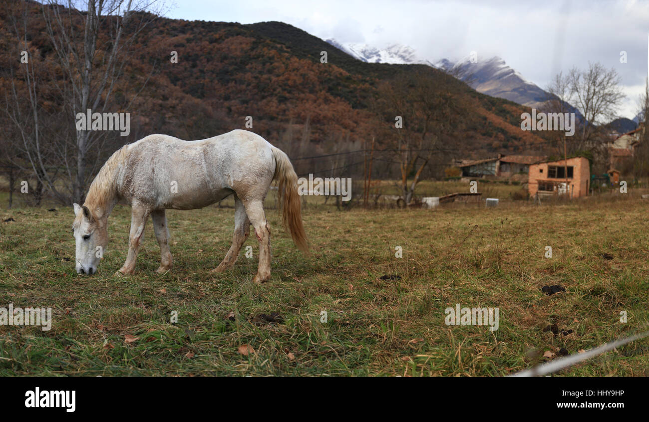 Cavallo nei Pirenei Foto Stock