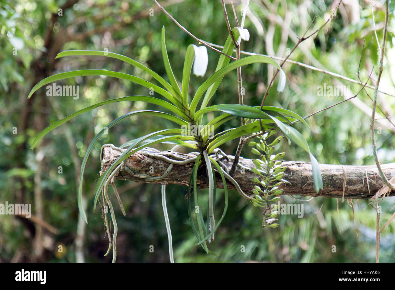 Pianta tropicale cresce su un ramo di albero nella giungla Foto Stock