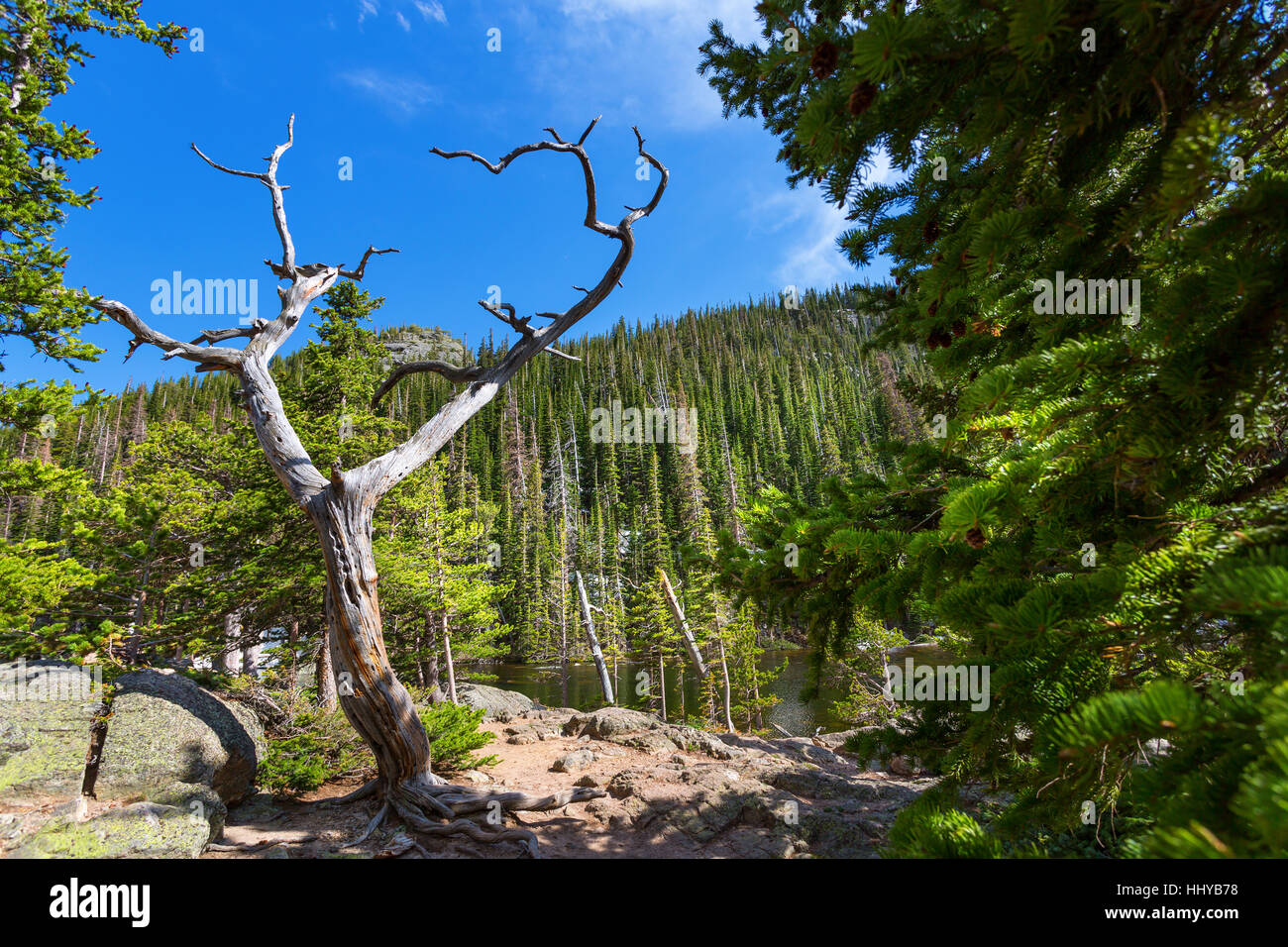 Albero secco contro la montagna con boschi sempreverdi Foto Stock