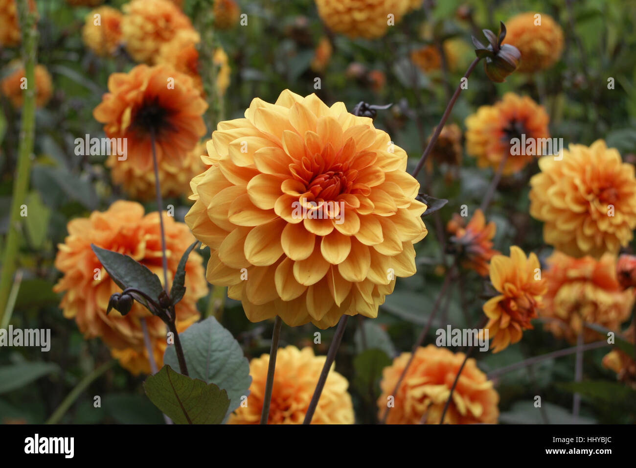 Dahlia 'David Howard' Foto Stock