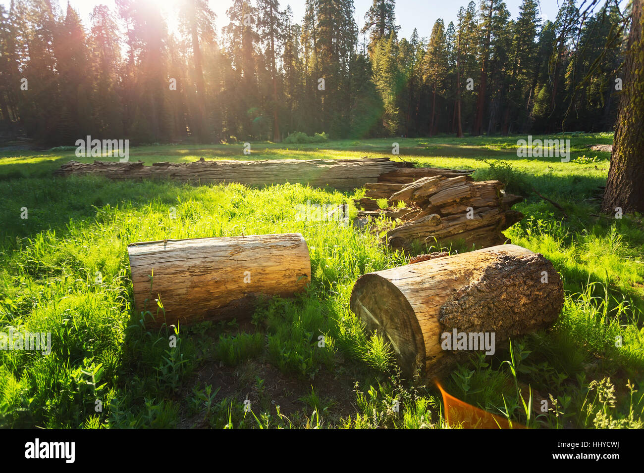 Asciugare monconi di pino sul prato verde al tramonto Foto Stock