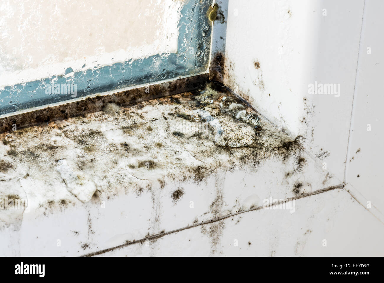 Stampo su moderne finestre in plastica, muffe, funghi, muffe, riparazione, house, riparazione in onda, malati, patogeni pericolosi, salute. Non guarire Foto Stock