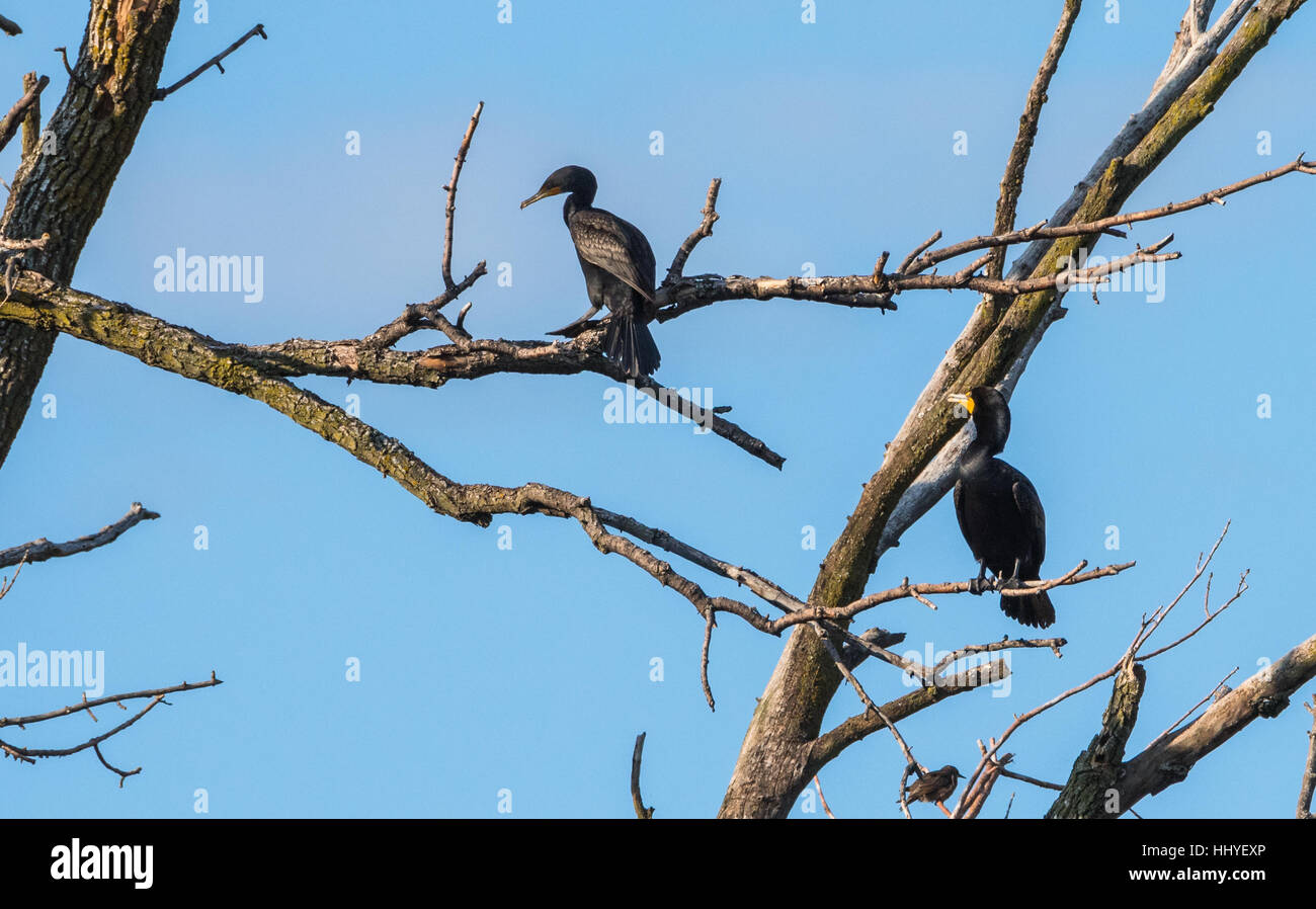 Coppia di grandi nero doppio-crested cormorano (Phalacrocorax auritus), uccelli acquatici sporting arancione agganciato con punta di fatture. Foto Stock