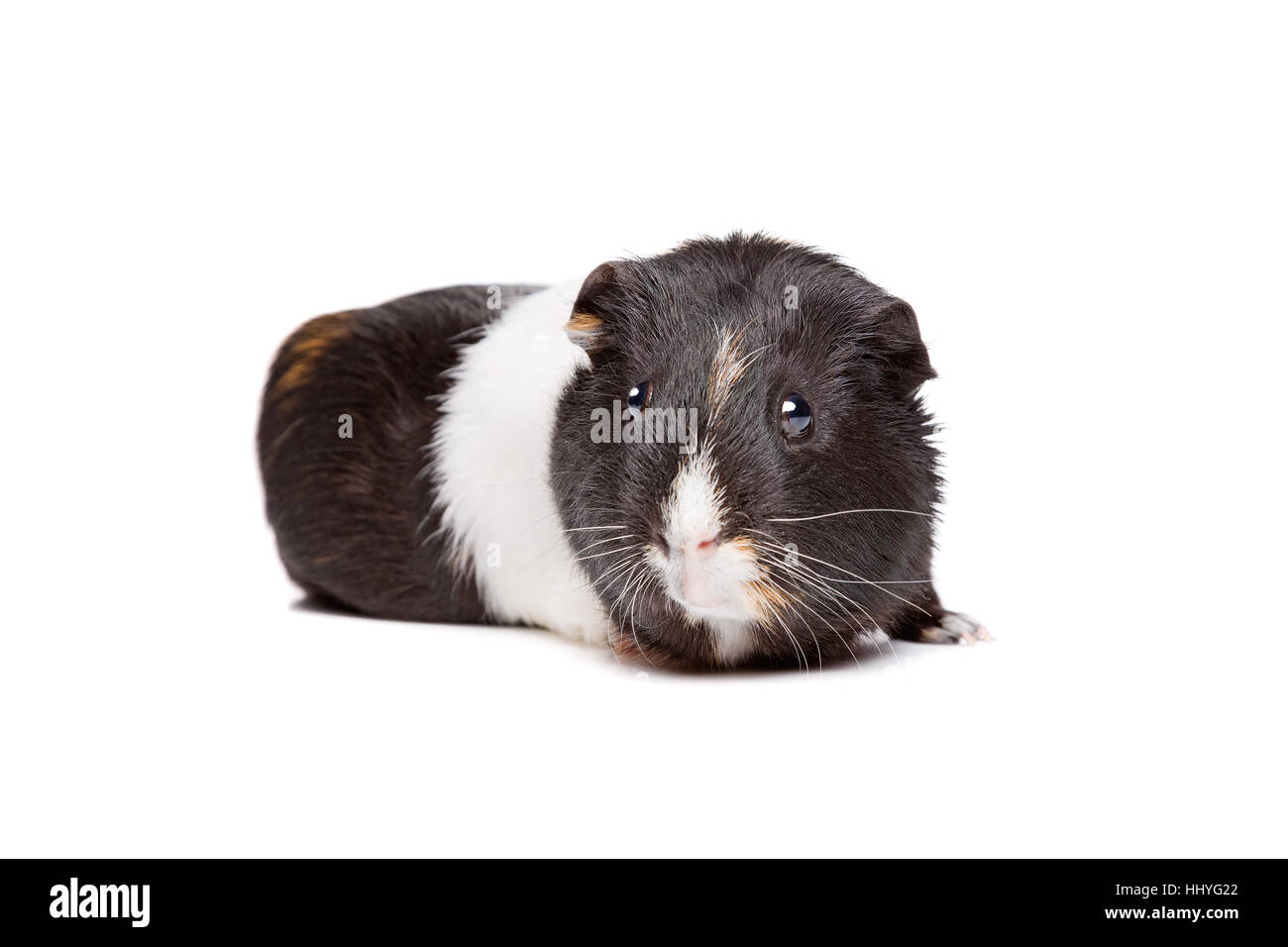 La cavia disteso di fronte a uno sfondo bianco Foto Stock