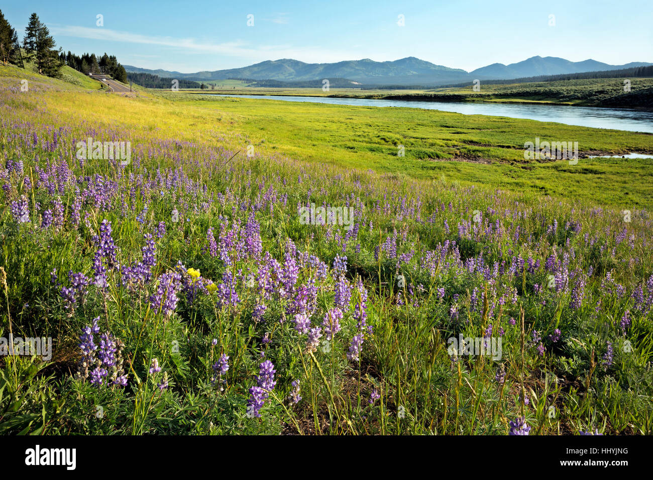 WY02120-00...WYOMING - fioritura di lupino vicino al fiume Yellowstone nella valle di Hayden nel Parco Nazionale di Yellowstone. Foto Stock