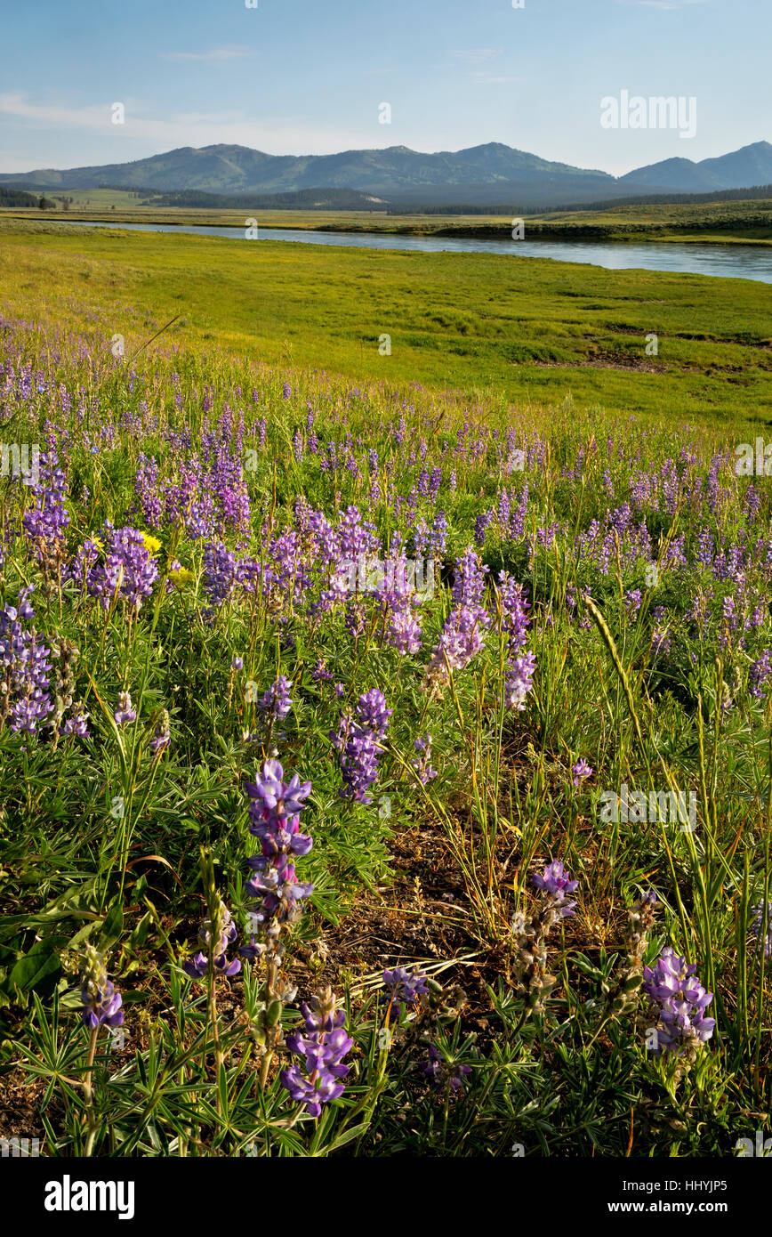 WY02121-00...WYOMING - fioritura di lupino vicino al fiume Yellowstone nella valle di Hayden nel Parco Nazionale di Yellowstone. Foto Stock