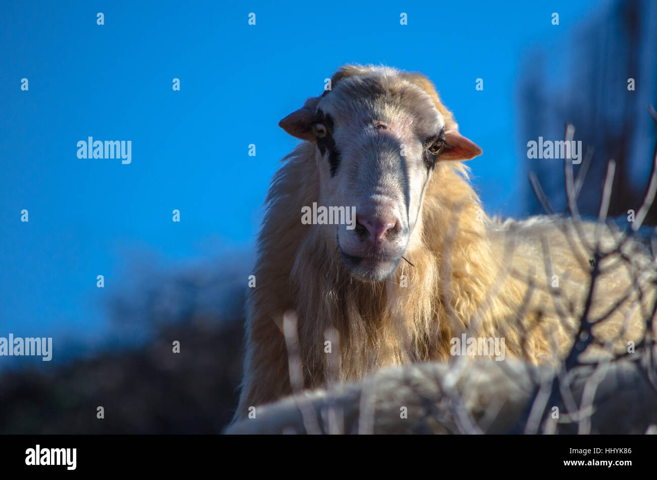 Pecore in natura sul prato. Allevamento all'aperto, Creta, Grecia. Foto Stock