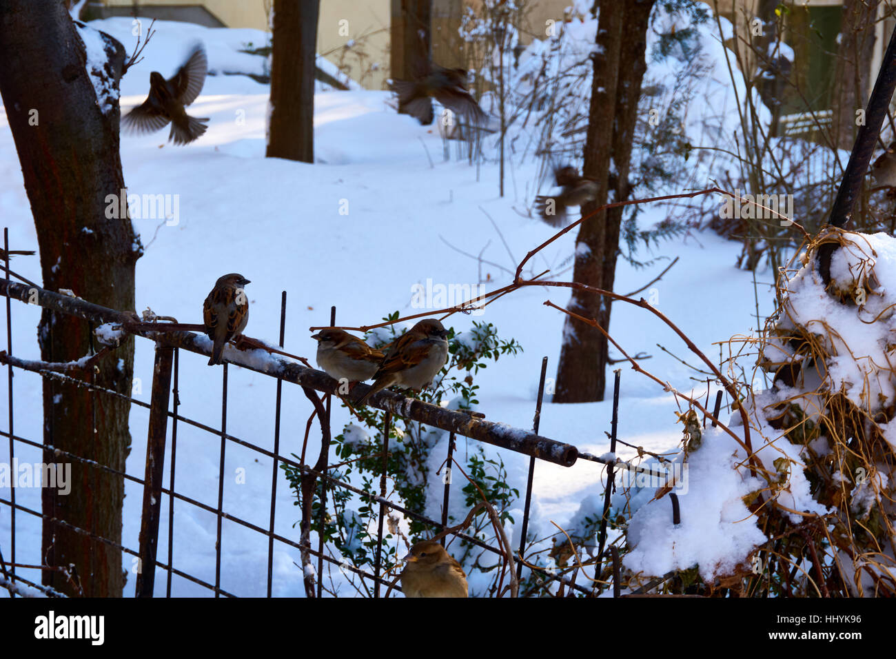 Sorprendenti scene con tanta neve happy uccelli e casa vecchia Foto Stock