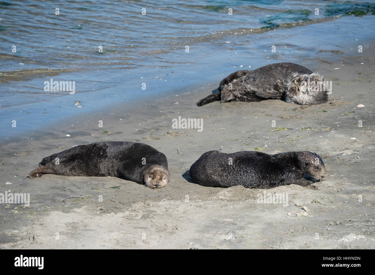 California le lontre marine o di mare meridionale Lontra, Enhydra lutris nereis, crogiolarsi sulla spiaggia, Elkhorn Slough, CALIFORNIA, STATI UNITI D'AMERICA Foto Stock
