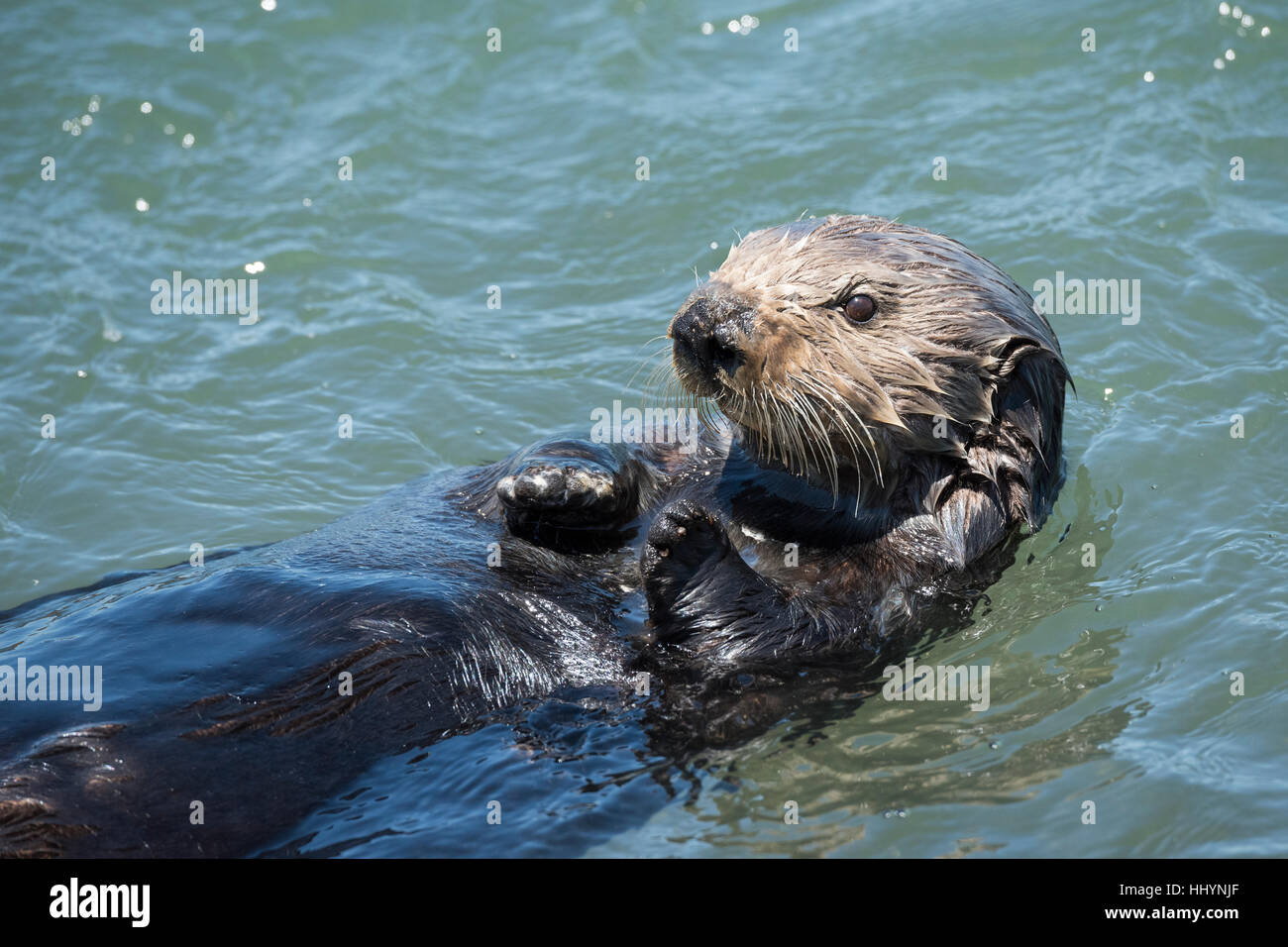 California Sea Otter o Lontra di mare meridionale Lontra, Enhydra lutris nereis ( specie minacciate ), Elkhorn Slough, Moss Landing, California, Stati Uniti Foto Stock