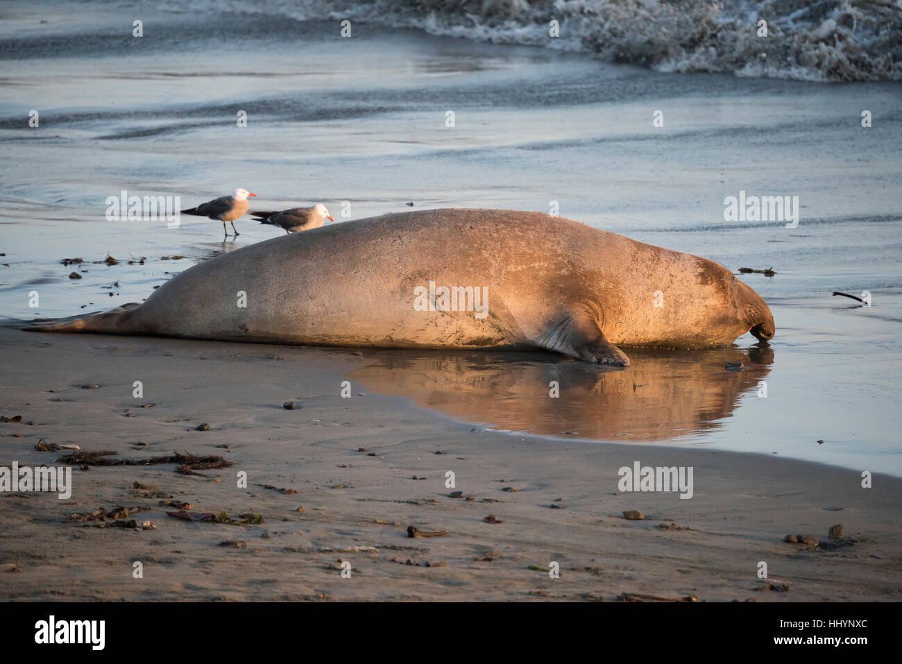 Un maschio di northern guarnizione di elefante, Mirounga angustirostris, giace a bordo d'acqua sulla spiaggia a PIEDRAS BLANCAS, nei pressi di San Simeone, CALIFORNIA, STATI UNITI D'AMERICA Foto Stock