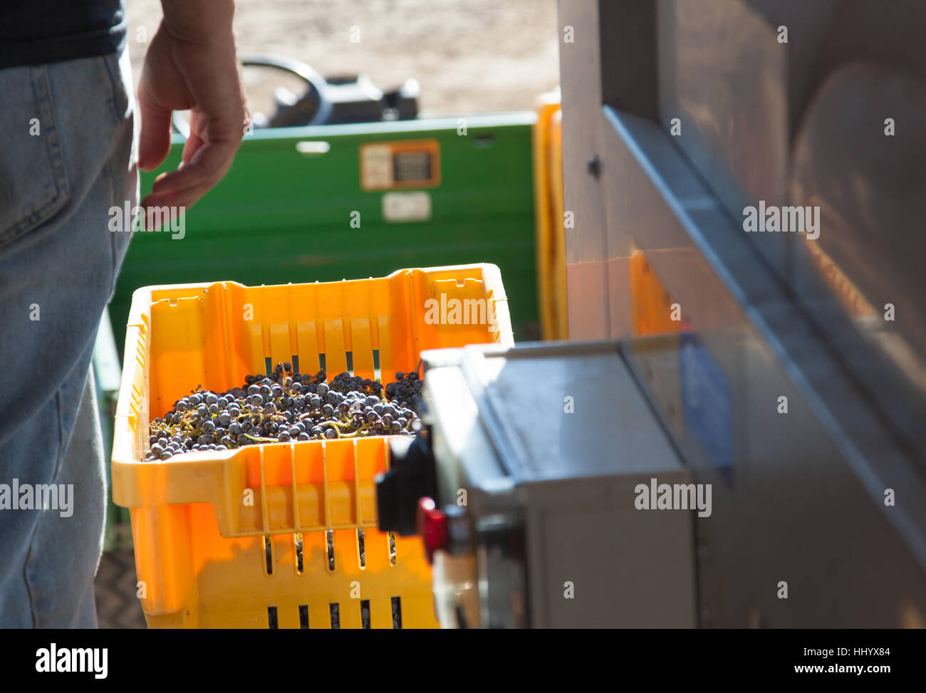 Vignaiolo in piedi accanto alla cassa di appena raccolto di uve pronto per l'elaborazione. Foto Stock