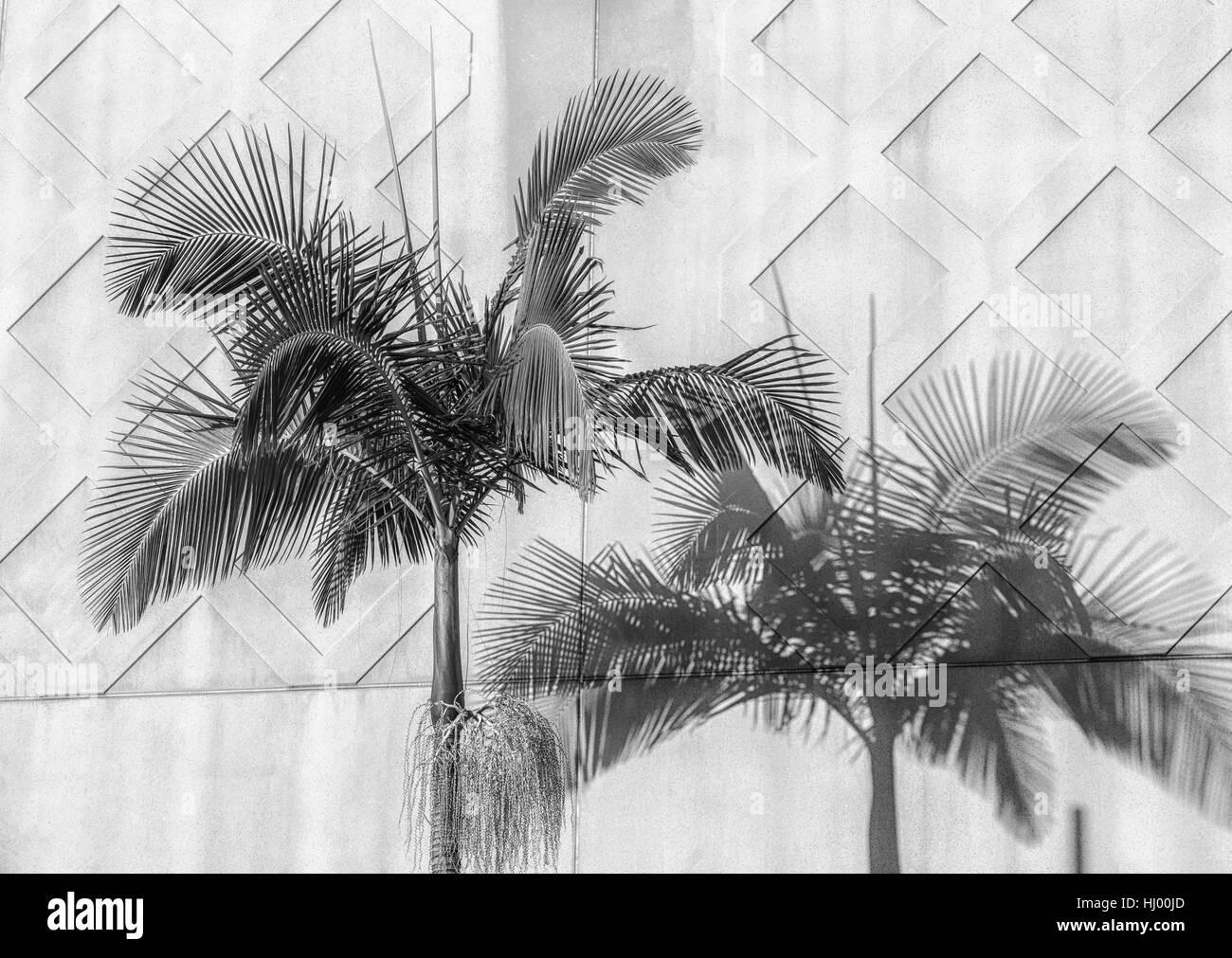 Palm Tree e ombra contro un muro di cemento, geometria urbana. Foto Stock
