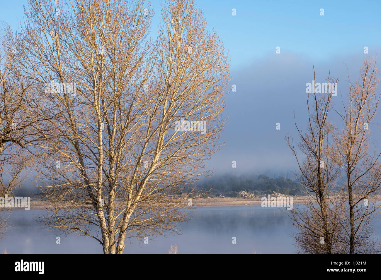 Vista sugli alberi e sul lago Henshaw sullo sfondo in una mattinata d'inverno. Contea di San Diego, California, Stati Uniti. Foto Stock