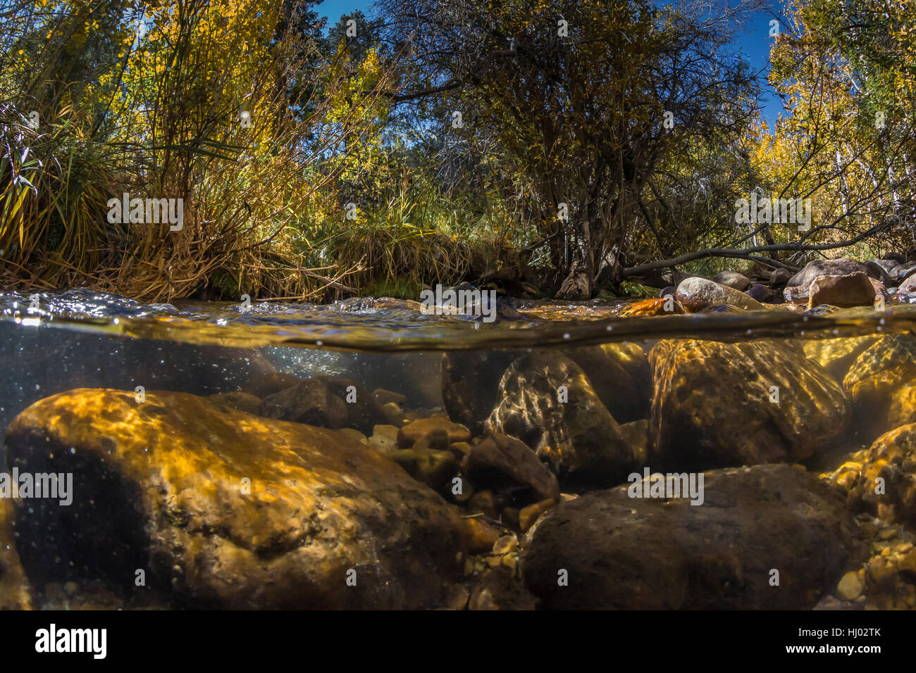 Split sopra acqua e visione subacquea della Lehman Creek in autunno in basso a Lehman Creek campeggio nel Parco nazionale Great Basin, Nevada, STATI UNITI D'AMERICA Foto Stock