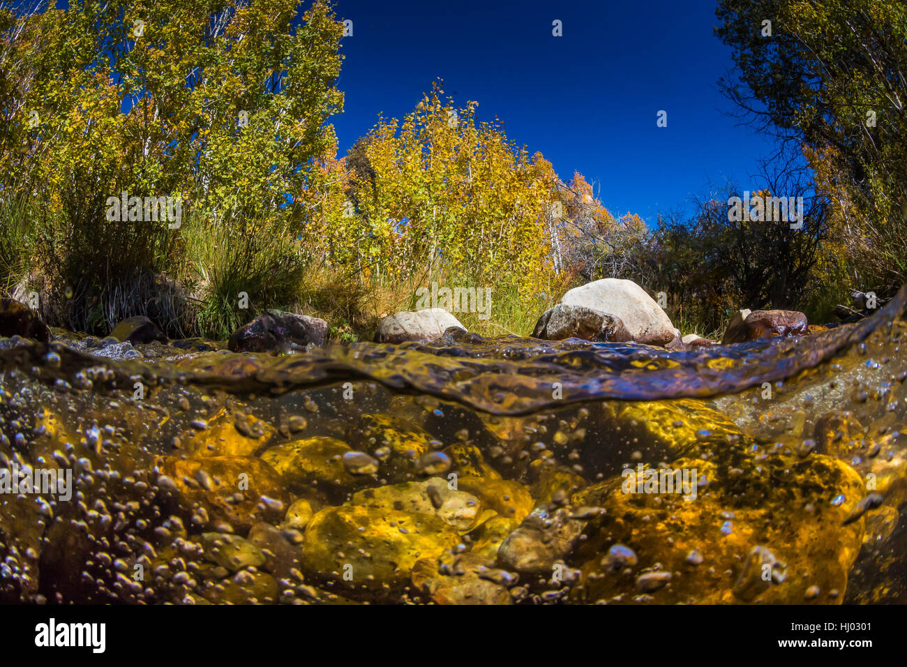 Split sopra acqua e visione subacquea della Lehman Creek in autunno in basso a Lehman Creek campeggio nel Parco nazionale Great Basin, Nevada, STATI UNITI D'AMERICA Foto Stock