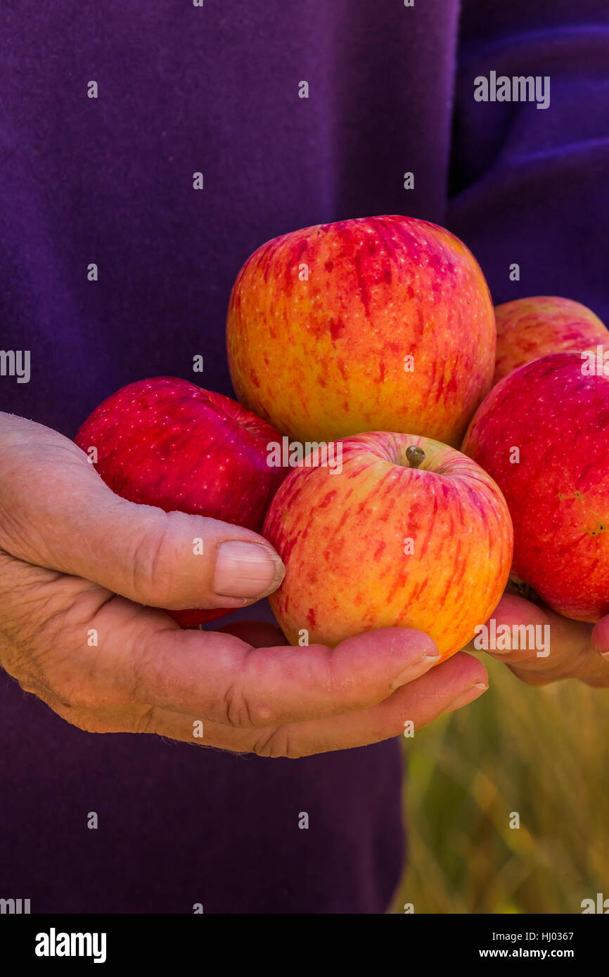 Le mele raccolte da un antico casolare di albero in basso Lehman Creek campeggio nel Parco nazionale Great Basin, Nevada, STATI UNITI D'AMERICA Foto Stock