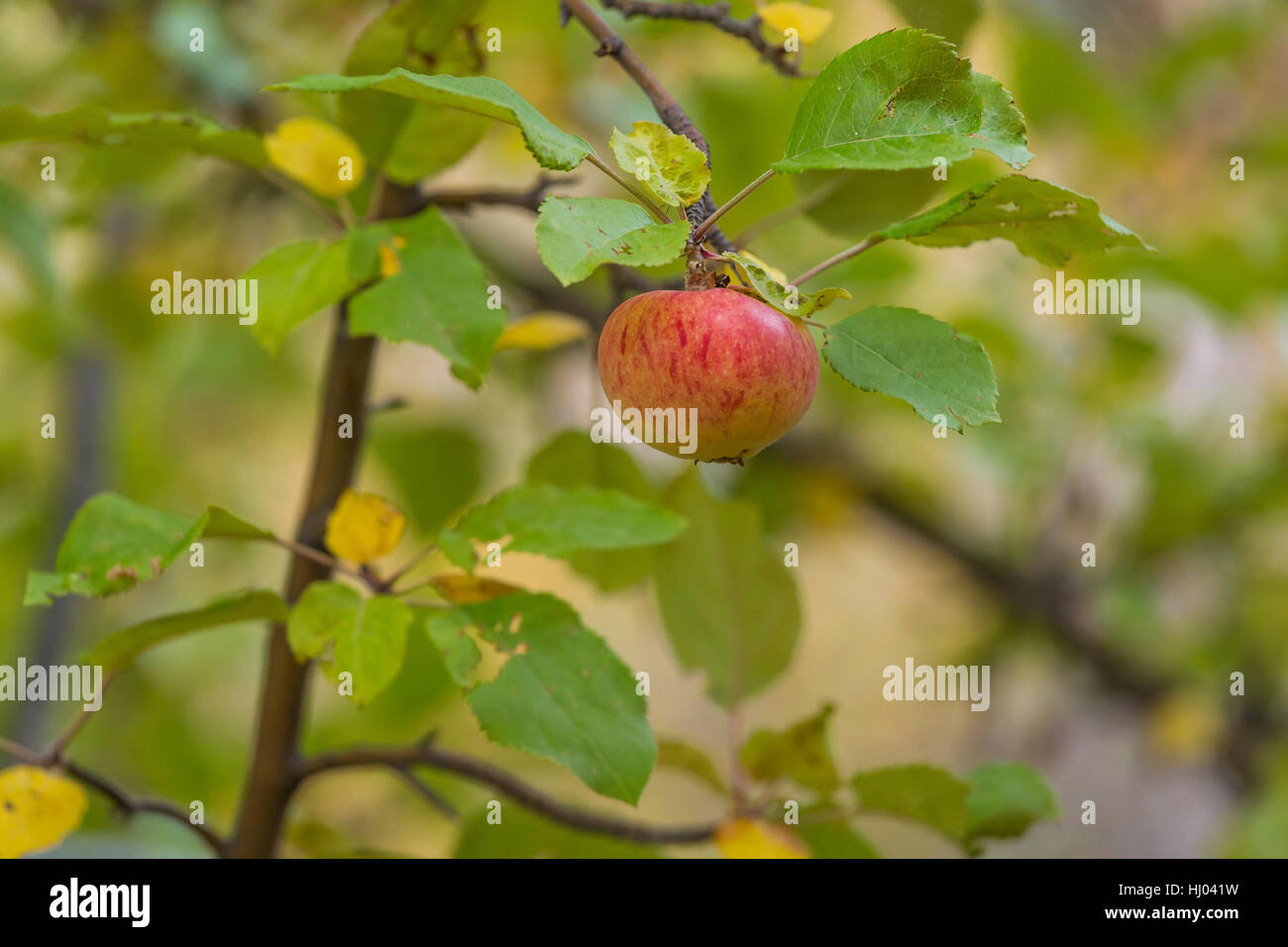 Apple su un abbandonato melo lungo le rive del torrente Lehman nel Parco nazionale Great Basin, Nevada, STATI UNITI D'AMERICA Foto Stock