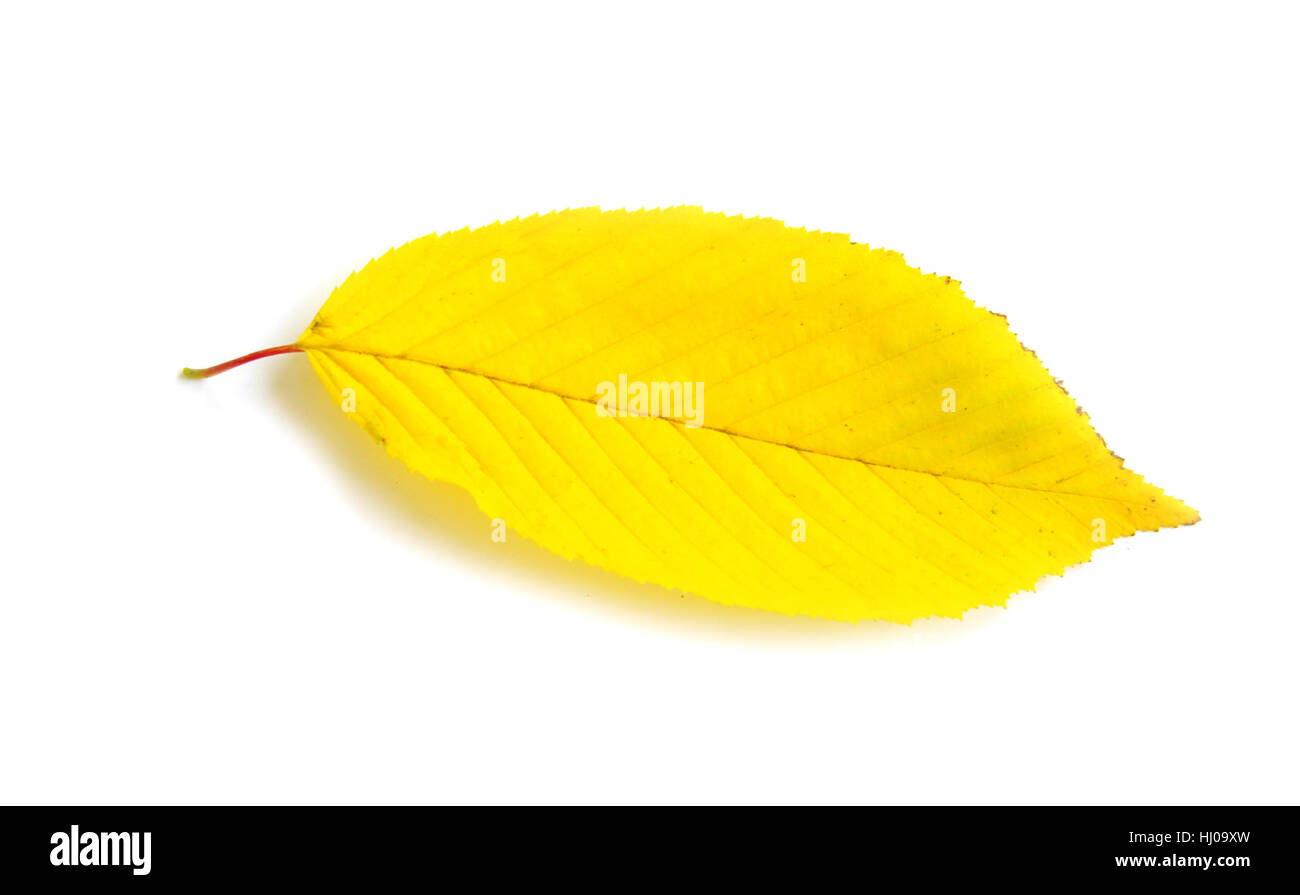 Foglia, isolato, colore, albero, alberi, botanica, autunnale, Golden, decorazione, asciutto, Foto Stock