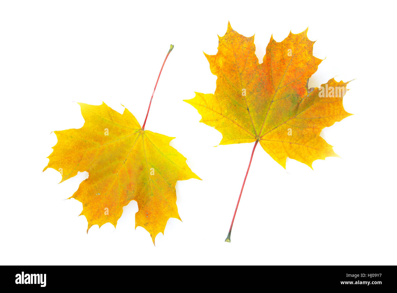 Foglia, isolato, colore, albero, alberi, botanica, autunnale, Golden, decorazione, asciutto, Foto Stock