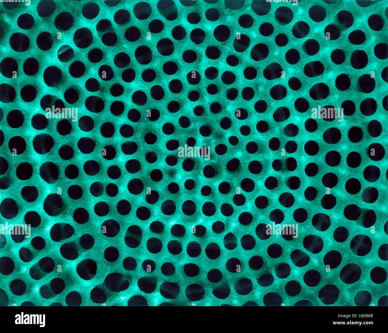 Prova Radiolarian (marine),color scanning electron microfotografia (SEM).Il disco la superficie dello scheletro è composto di silice o di stronzio solfato.La Radiolaria (chiamato anche Radiozoa) sono protozoi che produrre intricati scheletri minerale.Essi sono come lo zooplancton in tutta l'oceano il loro apparato scheletrico Foto Stock