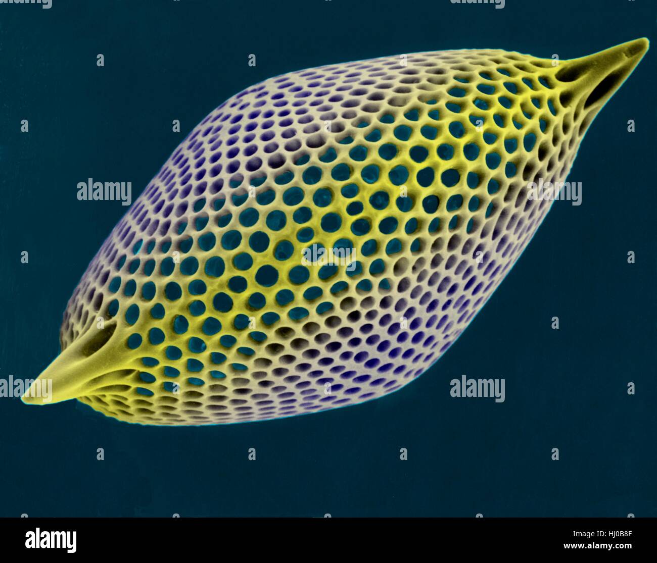 Prova Radiolarian (marine),color scanning electron microfotografia (SEM).Il disco scheletro è composto di silice o di stronzio solfato.La Radiolaria (chiamato anche Radiozoa) sono protozoi che produrre intricati scheletri minerale.Essi sono come lo zooplancton in tutta l'oceano i loro resti scheletrici di fare Foto Stock