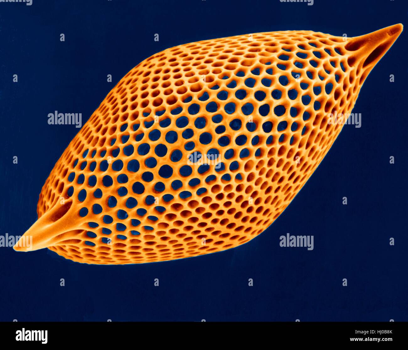 Prova Radiolarian (marine),color scanning electron microfotografia (SEM).Il disco scheletro è composto di silice o di stronzio solfato.La Radiolaria (chiamato anche Radiozoa) sono protozoi che produrre intricati scheletri minerale.Essi sono come lo zooplancton in tutta l'oceano i loro resti scheletrici di fare Foto Stock
