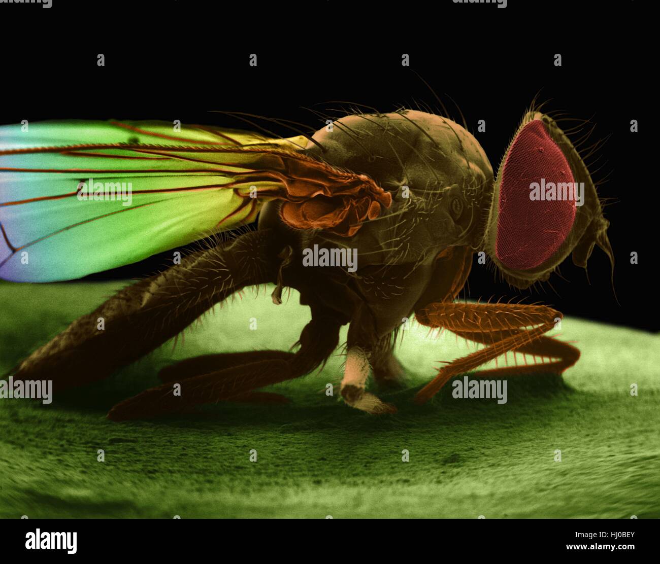 Color scanning electron microfotografia (SEM) di mosca di casa (Musca domestica).La mosca di casa,Musca domestica,è ben noto pest cosmopolita di entrambe le case aziende agricole Questa specie si trova sempre in associazione uomo o attività degli umani.House sono mosche fastidio anche il trasporto malattia-causare Foto Stock