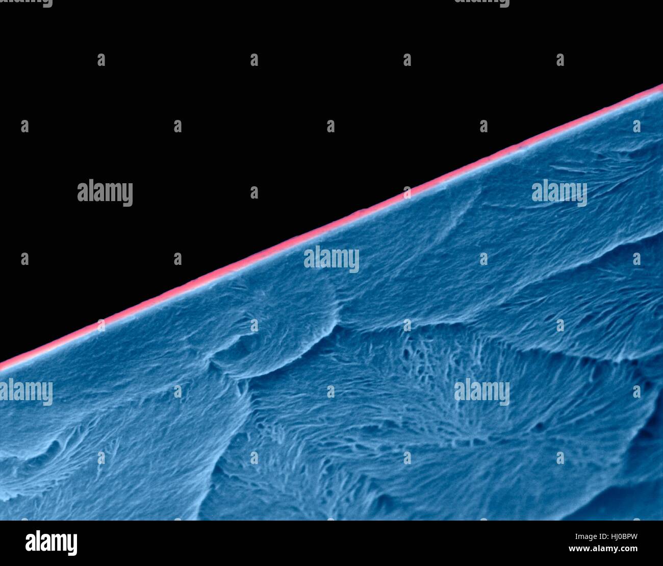 Color scanning electron microfotografia (SEM) di bordo di una nuova lama di rasoio (seamless doppio bordo). La lama di un rasoio è un sottile e appuntiti pezzo di acciaio che può essere montato in un rasoio. Esso è utilizzato per la rasatura dei peli. Ingrandimento: x575 quando asse minore stampati a 25 millimetri. Foto Stock