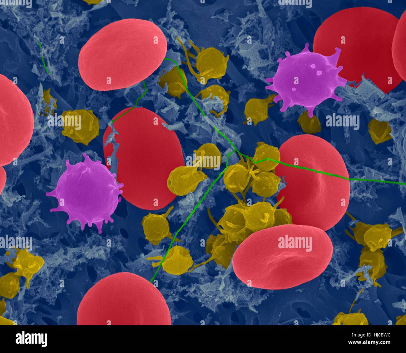 Le cellule rosse del sangue. Color scanning elettr microfotografia