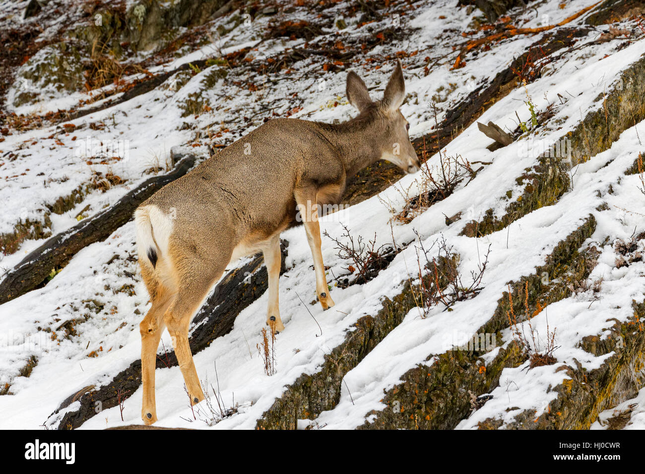 42,752.09359 Jasper, Canada. Xvii gen, 2017. Mule Deer doe vede mangiare come lei si arrampica su un nevoso pendio scivoloso come il clima si riscalda e fa camminare infido, anche per surefooted animali. Circa 2 secondi dopo lei scivola e cade sul piatto il suo volto nella neve. Gran parte del centro di Alberta ha riscontrato rapidamente i cambiamenti del clima e il suo conseguente condizioni di gelo. Credito: Robert C. Paulson/Alamy Live News Foto Stock 42,752.09359 Jasper, Canada. Xvii gen, 2017. Mule Deer doe vede mangiare come lei si arrampica su un nevoso pendio scivoloso come il clima si riscalda e fa camminare infido, anche per surefooted animali. Circa 2 secondi dopo lei scivola e cade sul piatto il suo volto nella neve. Gran parte del centro di Alberta ha riscontrato rapidamente i cambiamenti del clima e il suo conseguente condizioni di gelo. Credito: Robert C. Paulson/Alamy Live News Foto Stock