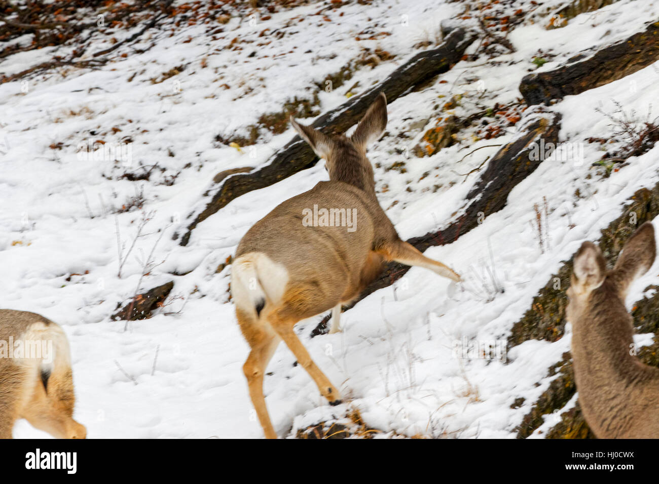 42,752.09361 Jasper, Canada. Xvii gen, 2017. Mule Deer doe cadde di piatto su neve e ghiaccio, poi parzialmente recupera e cade indietro giù per la collina. Gran parte del centro di Alberta ha riscontrato rapidamente i cambiamenti del clima e il suo conseguente condizioni di gelo. Credito: Robert C. Paulson/Alamy Live News Foto Stock 42,752.09361 Jasper, Canada. Xvii gen, 2017. Mule Deer doe cadde di piatto su neve e ghiaccio, poi parzialmente recupera e cade indietro giù per la collina. Gran parte del centro di Alberta ha riscontrato rapidamente i cambiamenti del clima e il suo conseguente condizioni di gelo. Credito: Robert C. Paulson/Alamy Live News Foto Stock