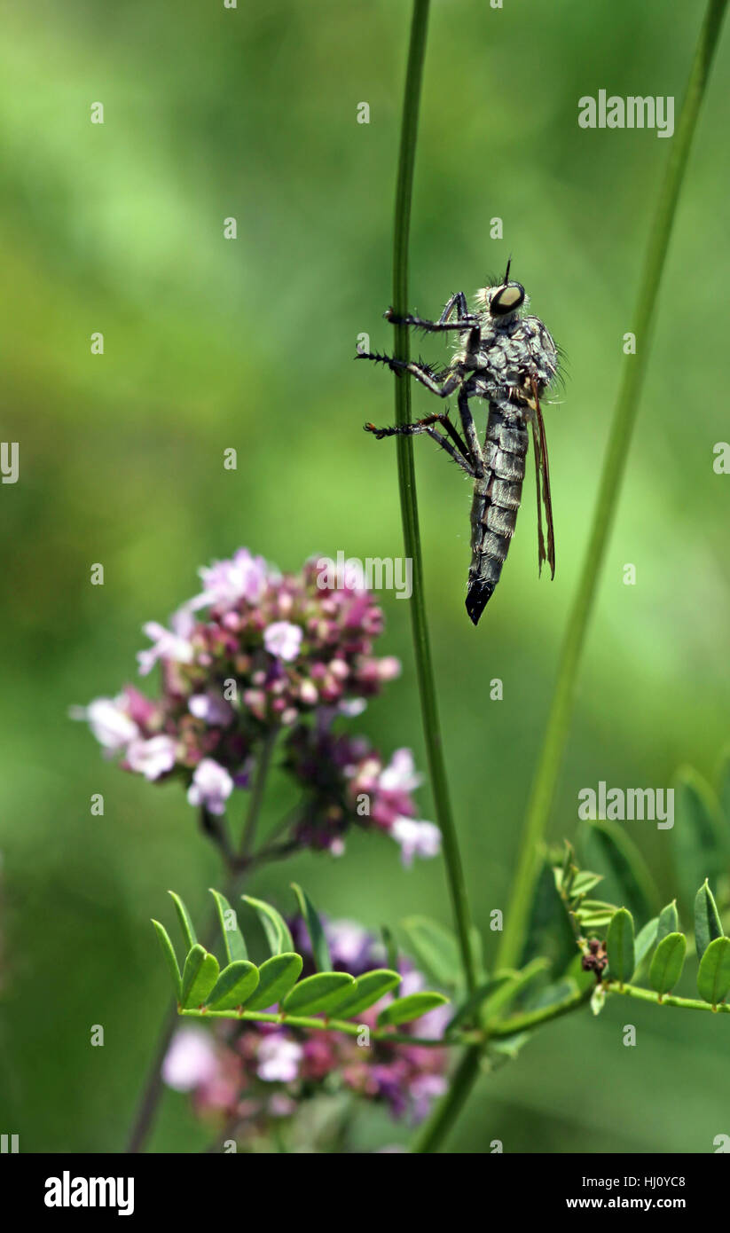 Femmina, macro close-up, macro di ammissione, vista ravvicinata, insetto cacciatore, volare, Foto Stock