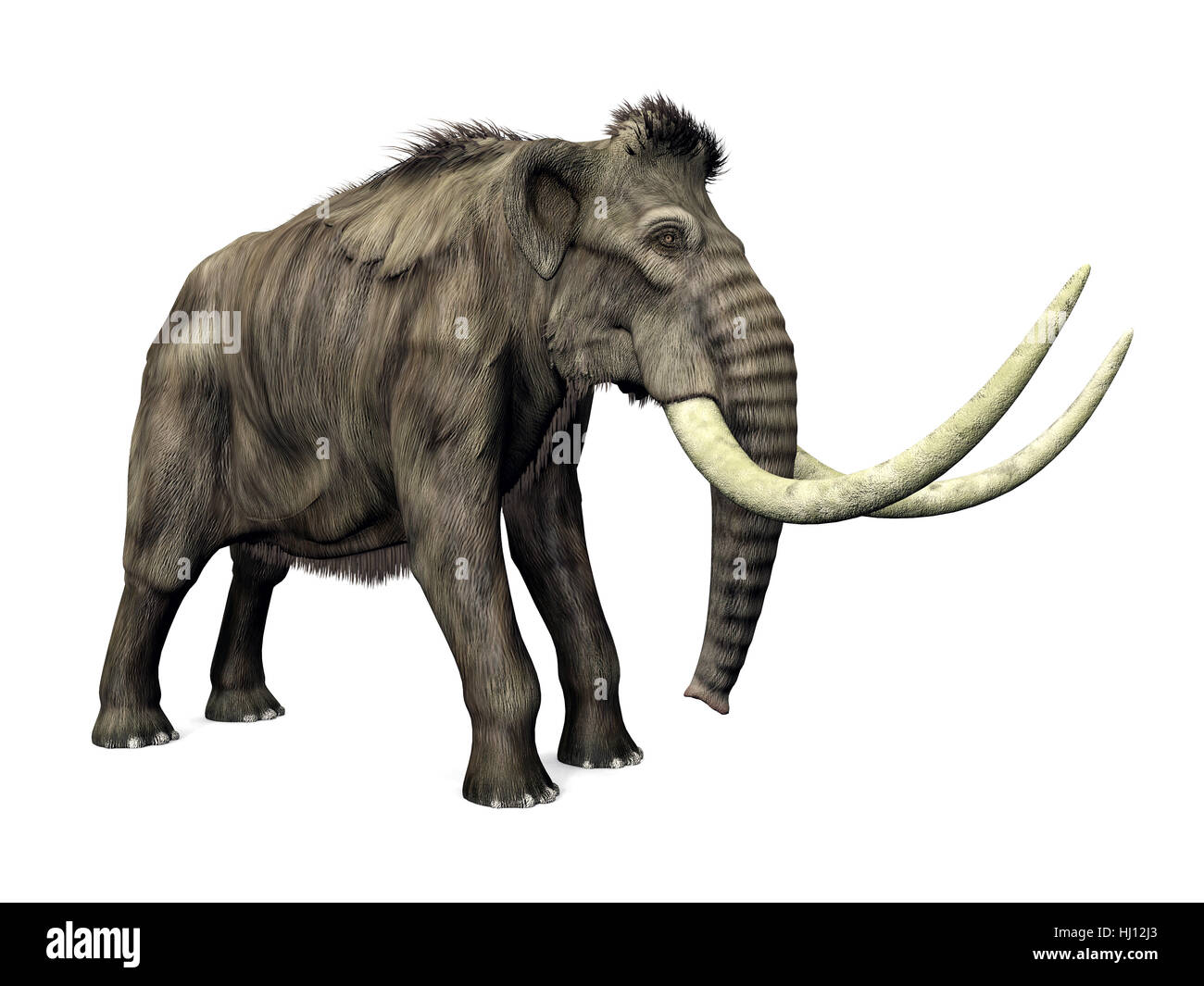 Elephant, avorio, brosmio, mammut, paleontologia, grande, grande, enorme, extreme, Foto Stock