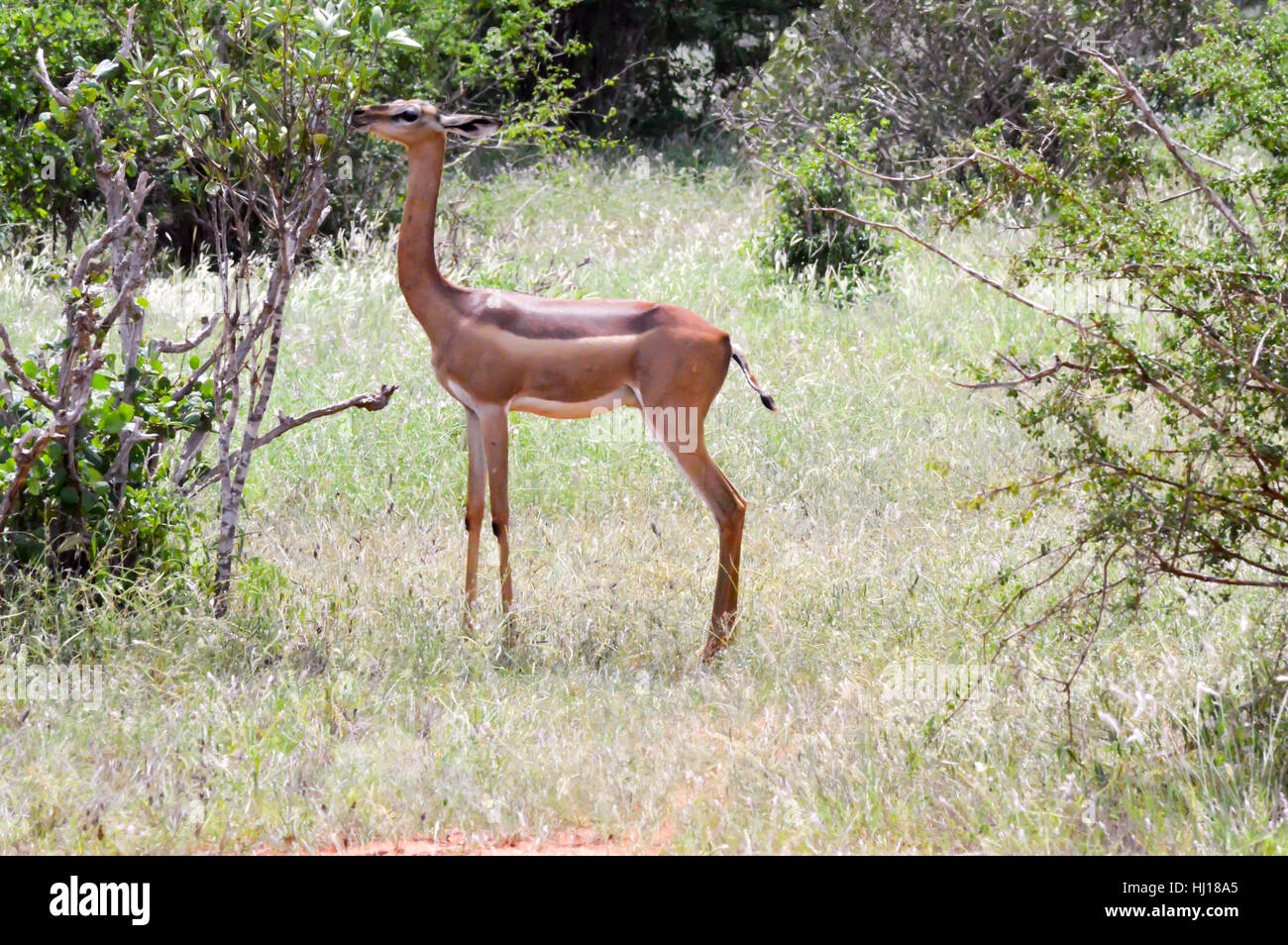 Antilope giraffa isolato nella savana del Parco di Tsavo in Kenya Foto Stock